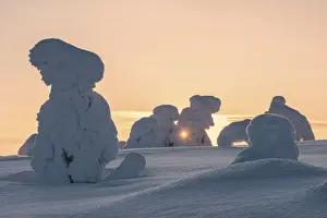 Ruka Prints: Frozen trees in the snowy woods at Riisitunturi National Park during sunset