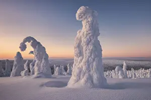 Frozen trees in the snowy woods at Riisitunturi National Park during sunset, Posio, Lapland, Finland