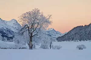 Frozen trees at sunrise in a winter swiss landscape, Saint Moritz, Engadina, Switzerland