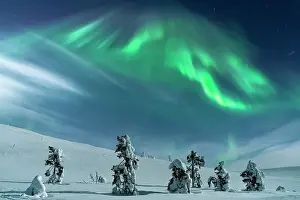 Spruce Tree Prints: Frozen trees wrapped in snow under the bright Northern Lights sky, Lapland, Finland