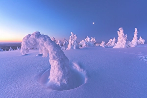 Shape Prints: Frozen trees wrapped in snow lit by moon at sunrise