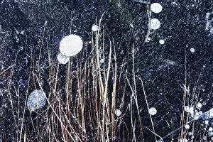 Frozen tufts of grass beneath the frozen surface of a lake, Emilia Romagna, Italy