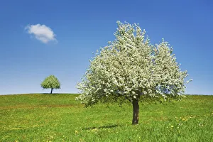 Fruit Tree Prints: Fruit tree in bloom - Switzerland, Zug, Zuger See, Menzingen - Neuheim