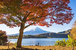 Images Dated 23rd November 2018: Fuji Five Lakes, Yamanashi Prefecture, Japan. Maple tree and Mt Fuji in autumn