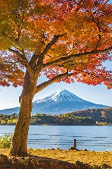 Fuji Five Lakes, Yamanashi Prefecture, Japan. Maple tree and Mt Fuji in autumn