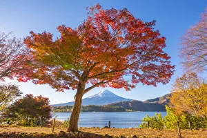 Mount Fuji Gallery: Fuji Five Lakes, Yamanashi Prefecture, Japan. Maple tree and Mt Fuji in autumn