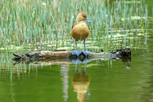 Wetlands Prints: Fulvous whistling duck or fulvous tree duck (Dendrocygna bicolor)