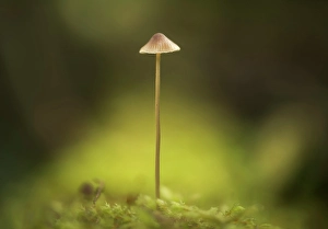 Fungus Prints: Fungi, Shuswap, British Columbia, Canada