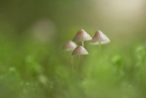 Plants Prints: Fungi, Shuswap, British Columbia, Canada