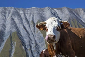 Images Dated 3rd September 2015: A very funny cow licking its chops in front of the French geological formation of