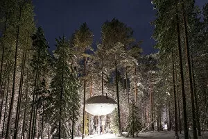 Images Dated 31st October 2022: Futuristic UFO shaped room for tourists suspended among tall trees, Tree hotel, Harads, Lapland