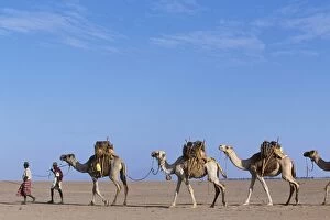 Pastoralist Collection: Gabbra tribesmen lead their camel train across the Chalbi Desert