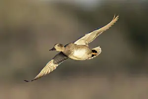 Water Bird Prints: Gadwall (Anas strepera) in flight over Lodmoor RSPB reserve, Weymouth, Dorset, England, UK