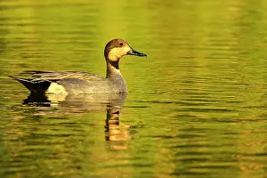 Genetic Variation Variant Prints: Gadwall x Northern Pintail (hybrid); Mareca strepera x Anas acut