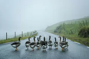 Images Dated 15th November 2022: A gaggle of geese walking along a road close to the village of Bour. Island of Vagar. Faroe Islands