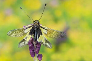 Images Dated 19th May 2016: Gaiano, Parma, Emilia Romagna, Italy. Portrait of a macro libelloide with open wings