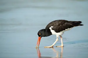 Ecuadorian Prints: Galapagos American Oystercatcher, Isla Isabela, Galapagos Islands, Ecuador
