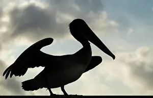Remote Prints: Galapagos Brown Pelican, Isla Isabela, Galapagos Islands, Ecuador