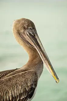 Remote Prints: Galápagos Brown Pelican, Isla Isabela, Galapagos Islands, Ecuador