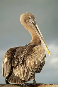 Remote Prints: Galápagos Brown Pelican, Isla Isabela, Galapagos Islands, Ecuador