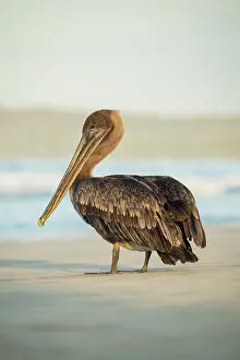 Remote Prints: Galapagos Brown Pelican, Isla Isabela, Galapagos Islands, Ecuador