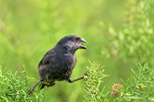 Fruit Eater Prints: Galapagos Finch eating fruit in tree