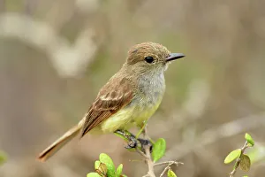 Endemic Species Prints: Galapagos Flycatcher (Myiarchus magnirostris)