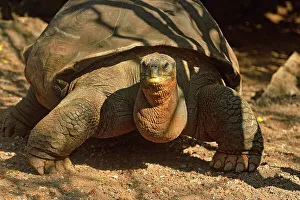 Captive Bred Prints: Galapagos giant tortoise (Geochelone elephantopus) Captive specimen Pepe at the Galapagos Islands INterpretive Centre
