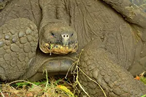 Fruit Eater Prints: Galapagos giant tortoise (Geochelone elephantopus) Wild specimen foraging for grass and fruit in the highlands