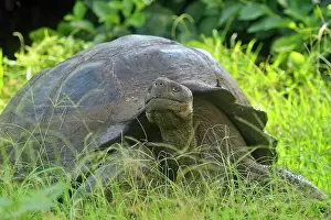 Fruit Eater Prints: Galapagos giant tortoise (Geochelone elephantopus) Wild specimen foraging for grass and fruit in the highlands