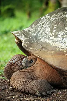 Remote Prints: Galapagos Giant Tortoise, Santa Cruz Island, Galapagos Islands, Ecuador