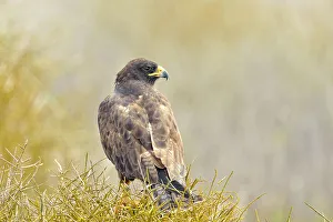 Hawks Prints: Galapagos Hawk Buteo galapagoensis