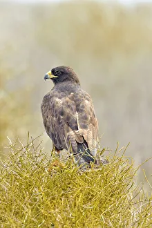 Hawks Prints: Galapagos Hawk Buteo galapagoensis
