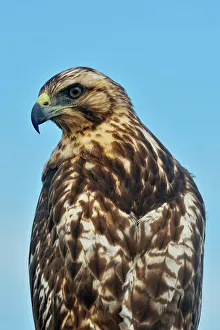 Hawks Prints: Galapagos Hawk (Buteo galapagoensis)