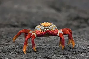 Crabs Prints: Galapagos Islands, The bright Sally lightfoot crab or red lava crab - on Fernandina Island