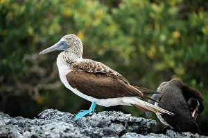 Ecuadorian Prints: Galapagos Islands, Ecuador