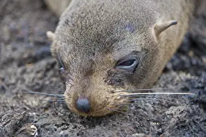 Galapagos Islands, A Galapagos fur seal resting on lava rock on Santiago Island
