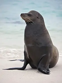 Galapagos Islands, A Galapagos sea lion on the sandy beach of Espanola island