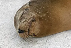 Galapagos Islands, A Galapagos sea lion sleeps on the sandy beach of Espanola island