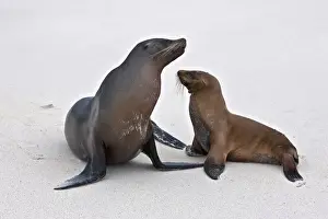 Galapagos Islands, Galapagos sea lions on the sandy beach of Espanola island