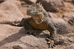 Large Prints: Galapagos Islands, A land iguana on North Seymour island