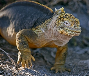 Watching Gallery: Galapagos Islands, A land iguana on South Plaza island