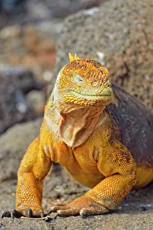 Lizards Prints: Galapagos land iguana (Conolophus subcristatus)