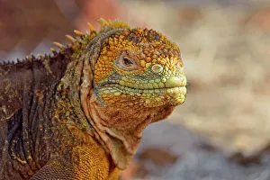 Lizards Prints: Galapagos land iguana (Conolophus subcristatus)