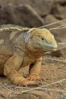 Lizards Prints: Galapagos land iguana (Conolophus subcristatus)