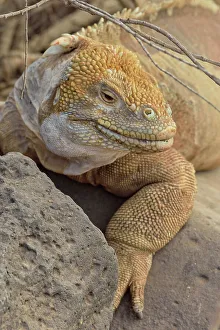 Lizards Prints: Galapagos land iguana (Conolophus subcristatus)