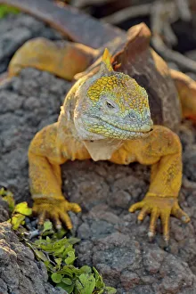 Lizards Prints: Galapagos land iguana (Conolophus subcristatus)
