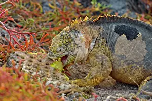 Lizards Prints: Galapagos land iguana (Conolophus subcristatus) eating cactus pad