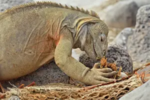 Lizards Prints: Galapagos land iguana (Conolophus subcristatus) Eating dry cactus