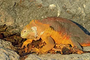 Lizards Prints: Galapagos land iguana (Conolophus subcristatus) Scavenging sea lion carcass